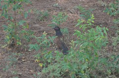 Centropus senegalensis