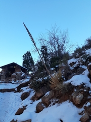 Agave utahensis kaibabensis