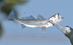 Cynoscion parvipinnis