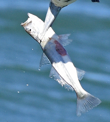 Cynoscion parvipinnis