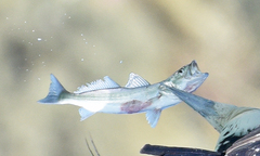 Cynoscion parvipinnis