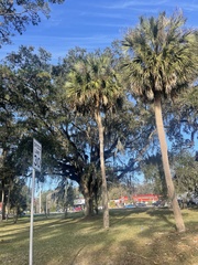 Sabal palmetto