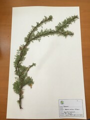 Adesmia confusa