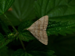 Pechipogo strigilata