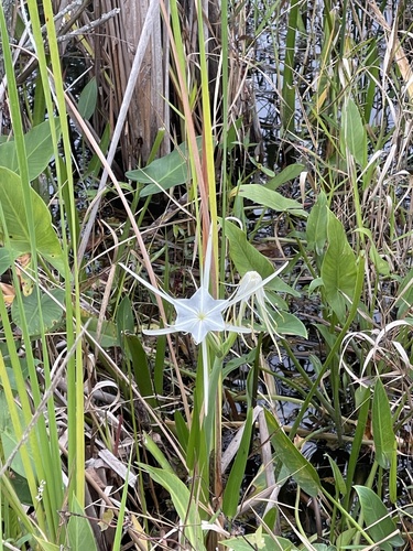 Florida spiderlily (Hymenocallis tridentata)
