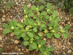 Tripodion tetraphyllum