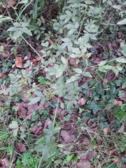 Laurus nobilis