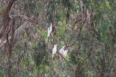 Cacatua sanguinea gymnopis