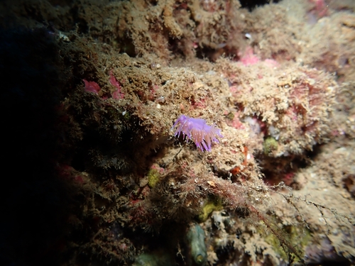 Mediterranean violet aeolid