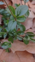 Salvia microphylla
