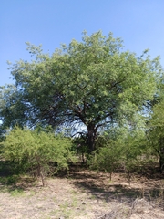Sclerocarya birrea