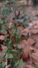 Salvia microphylla