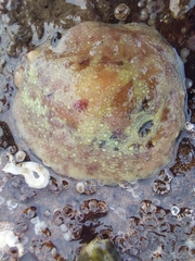 Doris pseudoargus