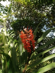 Hedychium coccineum