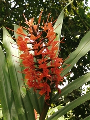 Hedychium coccineum