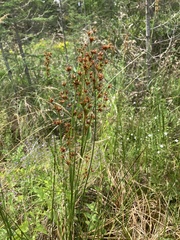 Cladium mariscoides