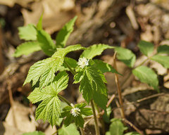 Hydrastis canadensis