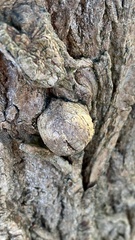 Agrobacterium radiobacter