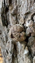 Agrobacterium radiobacter