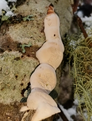 Fomitopsis pinicola