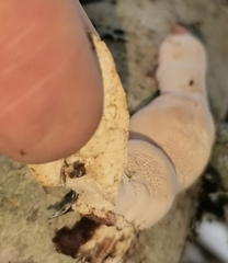 Fomitopsis pinicola