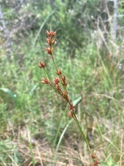 Cladium mariscoides