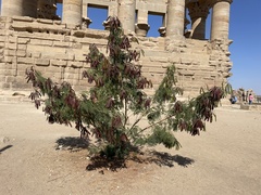 Leucaena