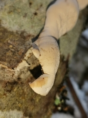 Fomitopsis pinicola