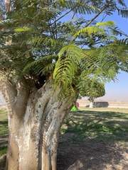Leucaena