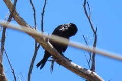 Corvus tasmanicus tasmanicus