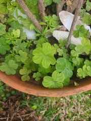 Oxalis debilis