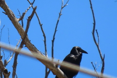 Corvus tasmanicus tasmanicus