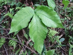 Arisaema ringens
