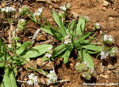 Valerianella vesicaria