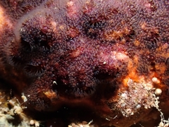 Schizoporella errata