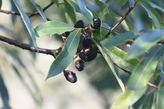 Lindera megaphylla