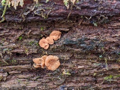 Calycina confluens