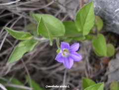 Convolvulus siculus