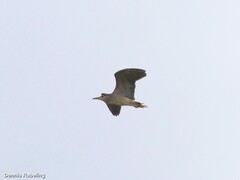 Nycticorax nycticorax