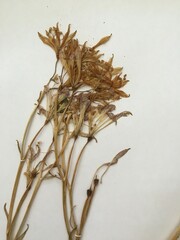 Alstroemeria ligtu