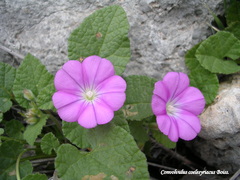Convolvulus coelesyriacus