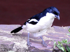 Tropical Boubou photo 2