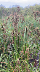 Scirpus
