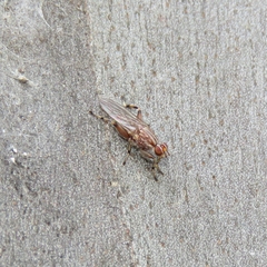 Tapeigaster nigricornis