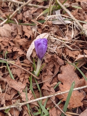 Crocus heuffelianus