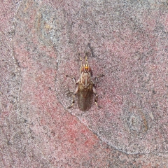 Tapeigaster nigricornis