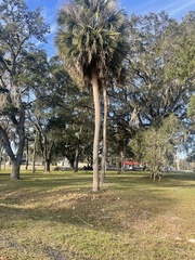 Sabal palmetto