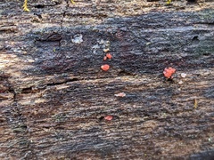 Tulasnella aurantiaca