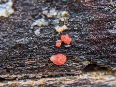 Tulasnella aurantiaca