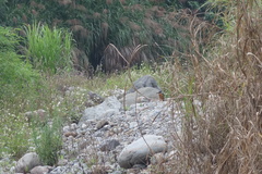 Alcedo atthis bengalensis
